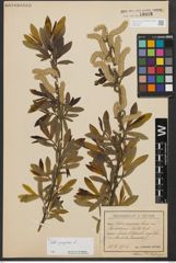Foto von Salix purpurea L.